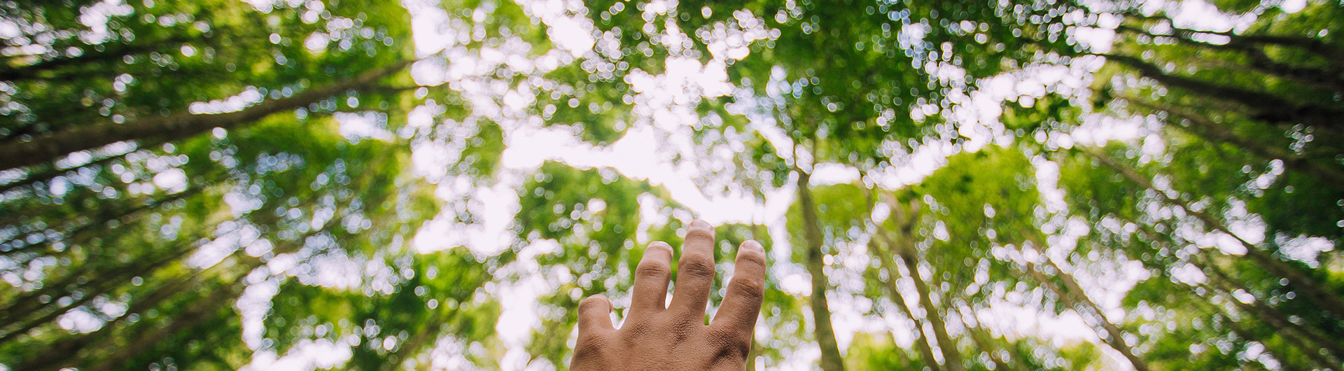 Hand reaching up towards the trees in a forest